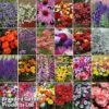 Summer Plant & Seed Bundle -Garden Glory Sales 24im