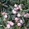 Andromeda Polifolia -Garden Glory Sales 297125