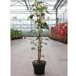 Fremontodendron Californicum -Garden Glory Sales 297333