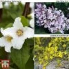 Hardy Shrub Trio -Garden Glory Sales 3im