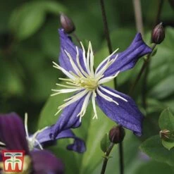 Clematis All Season Climbing Collection 13 Clematis All Season Climbing Collection -Garden Glory Sales 48