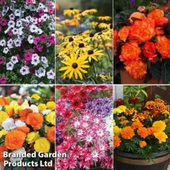 Summer Plant & Seed Bundle -Garden Glory Sales 6 3