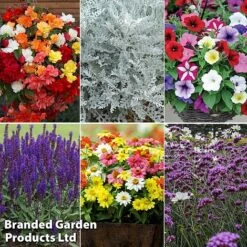 Summer Plant & Seed Bundle -Garden Glory Sales 6 4