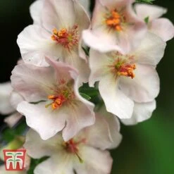 Verbascum Phoeniceum (Hybrids)