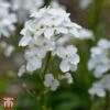 Hesperis Matronalis Var. Albiflora -Garden Glory Sales 9048 HESP 1
