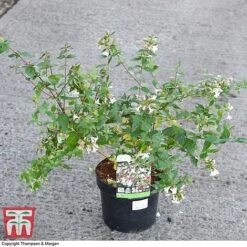 Abelia X Grandiflora -Garden Glory Sales ABEL 58113 A