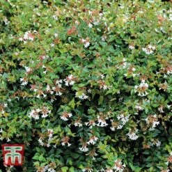 Abelia X Grandiflora -Garden Glory Sales ABEL T58113 C