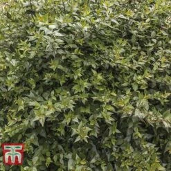 Abelia X Grandiflora -Garden Glory Sales ABEL T58113 D