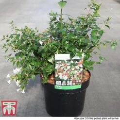 Abelia X Grandiflora -Garden Glory Sales ABEL T58113 P