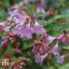 Abelia 'Pink Pong' -Garden Glory Sales ABEL T71324 A2