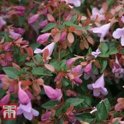 Abelia 'Pink Pong' -Garden Glory Sales ABEL T71324 C