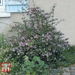 Abelia 'Pink Pong' -Garden Glory Sales ABEL T71324 D