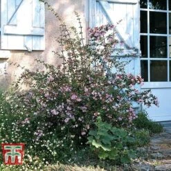 Abelia 'Pink Pong' -Garden Glory Sales ABEL T71324 E