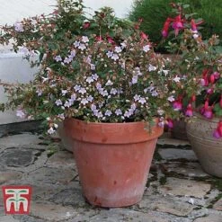 Abelia 'Pink Pong' -Garden Glory Sales ABEL T71324 F