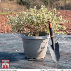 Abelia X Grandiflora 'Sparkling Silver' -Garden Glory Sales ABEL WKB9190 L