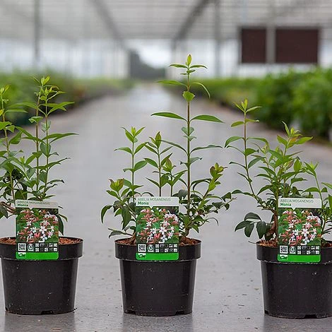 Abelia Mosanensis 'Monia' 4 Abelia Mosanensis 'Monia' - Image 2