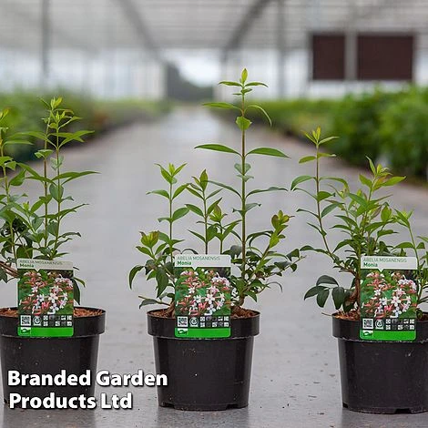 Abelia Mosanensis 'Monia' 3 Abelia Mosanensis 'Monia'