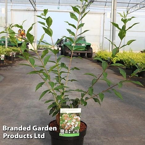 Abelia Mosanensis 'Monia' 5 Abelia Mosanensis 'Monia' - Image 3