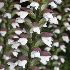 Acanthus Spinosus -Garden Glory Sales ACAN T58284 A h