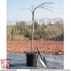 Acer Palmatum 'Inaba-shidare' -Garden Glory Sales ACER KB3298 L