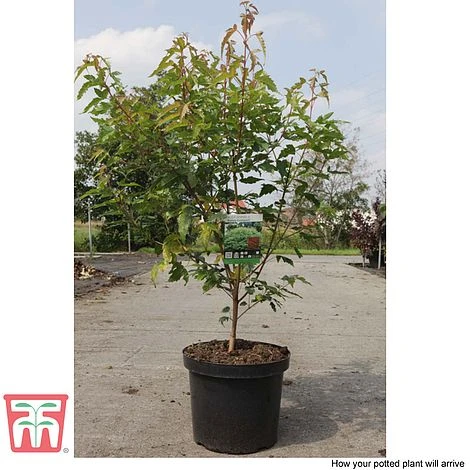 Acer Ginnala 'Bailey Compact' 3 Acer Ginnala 'Bailey Compact' - Image 2