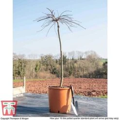 Acer Palmatum 'Garnet' -Garden Glory Sales ACER TKA1739 M