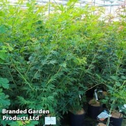 Acer Pseudosieboldianum 'Arctic Jade'