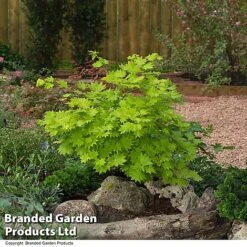 Acer Shirasawanum Aureum -Garden Glory Sales ACER AUREUM T36443