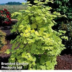 Acer Shirasawanum Aureum -Garden Glory Sales ACER AUREUM T36444