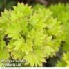 Acer Shirasawanum Aureum -Garden Glory Sales ACER AUREUM T50824