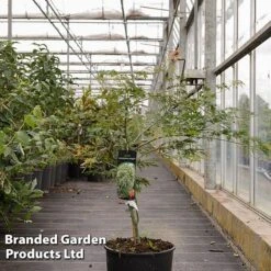 Acer Pseudosieboldianum 'Ice Dragon'