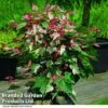 Acer Conspicuum 'Red Flamingo' -Garden Glory Sales ACER REDFLAMIN T35963