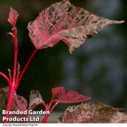 Acer Conspicuum 'Red Flamingo' -Garden Glory Sales ACER REDFLAMIN T35964