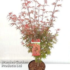 Acer Palmatum 'Shaina' -Garden Glory Sales ACER SHAINA S37299