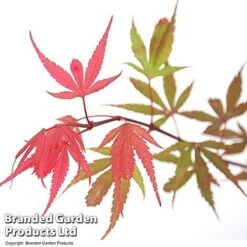 Acer Palmatum 'Shaina' -Garden Glory Sales ACER SHAINA T36157