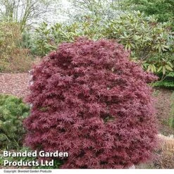 Acer Palmatum 'Shaina' -Garden Glory Sales ACER SHAINA T36159