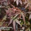 Acer Palmatum 'Skeeters Broom' -Garden Glory Sales ACER SKEETERSB L45017