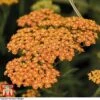 Achillea 'Terracotta' -Garden Glory Sales ACHI T62174 A