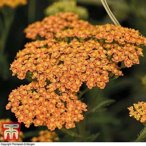 Achillea 'Terracotta' 3 Achillea 'Terracotta'