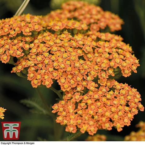 Achillea 'Terracotta' 4 Achillea 'Terracotta' - Image 2