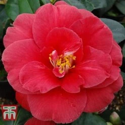 Camellia Japonica 'Adolphe Audusson'