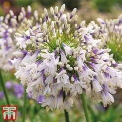 Agapanthus Duo Fireworks & Poppin Purple -Garden Glory Sales AGAP KB3122 C