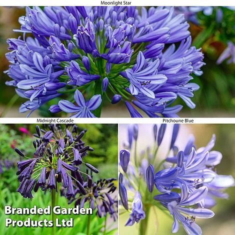 Agapanthus Blue Trio 3 Agapanthus Blue Trio