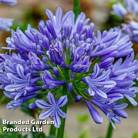 Agapanthus Blue Trio 4 Agapanthus Blue Trio - Image 2