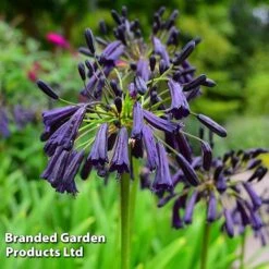 Agapanthus Blue Trio 8 Agapanthus Blue Trio -Garden Glory Sales AGAP MH8370 C