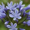 Agapanthus 'Sweet Surprise' 2 Agapanthus 'Sweet Surprise' -Garden Glory Sales AGAP T62184 A h