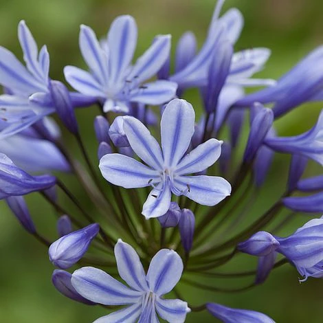 Agapanthus 'Sweet Surprise' 3 Agapanthus 'Sweet Surprise'