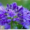 Agapanthus 'Brilliant Blue' 2 Agapanthus 'Brilliant Blue' -Garden Glory Sales AGAP T80253 A