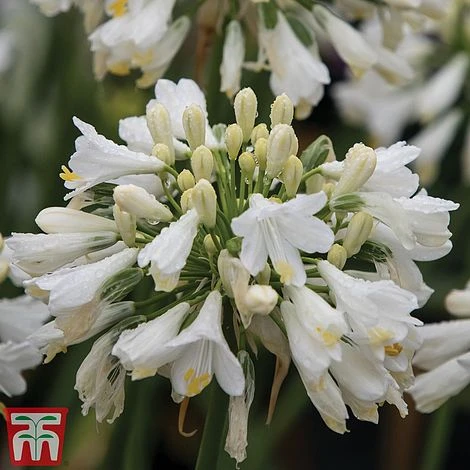 Agapanthus 'Ever White' 4 Agapanthus 'Ever White' - Image 2