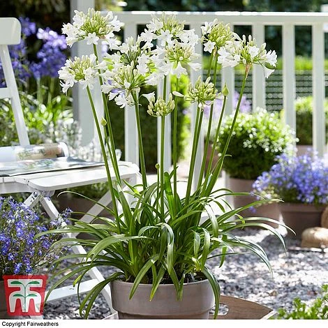 Agapanthus 'Ever White' 3 Agapanthus 'Ever White'